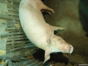porc de vânzare 