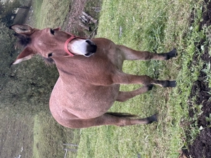 Catâr foarte frumos! 