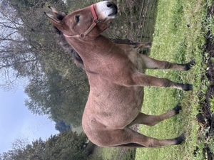 Catâr foarte frumos!  - imagine 3