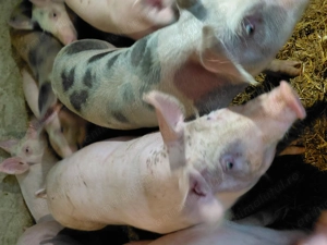 Purcei crescuți cu hrana naturala - imagine 3 Purcei crescuți cu hrana naturala - imagine 3