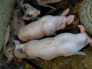 Purcei crescuți cu hrana naturala