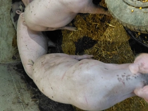 Purcei crescuți cu hrana naturala - imagine 2 Purcei crescuți cu hrana naturala - imagine 2