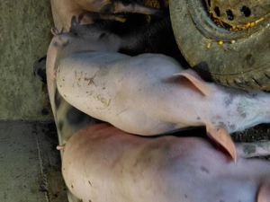 Purcei crescuți cu hrana naturala - imagine 4 Purcei crescuți cu hrana naturala - imagine 4