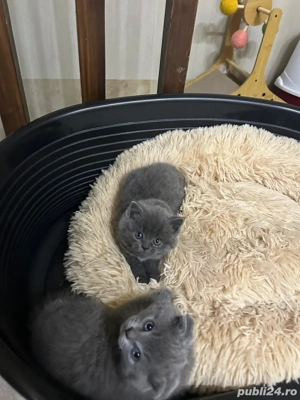 Pui British Shorthair - imagine 5