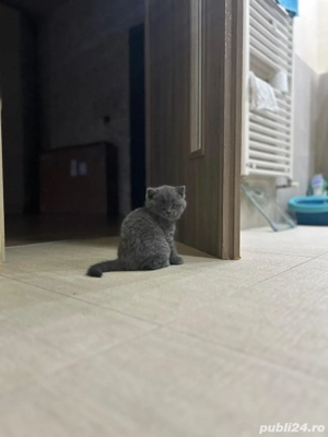 Pui British Shorthair