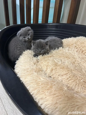 Pui British Shorthair - imagine 4