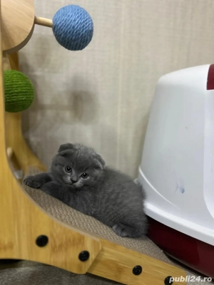 Pui British Shorthair - imagine 2