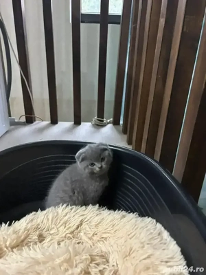 Pui British Shorthair - imagine 3