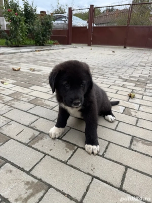 Ciobanesc de Asia Centrala  