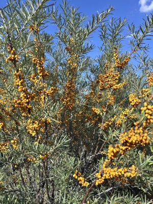 Teren agricol livada catina ecologica