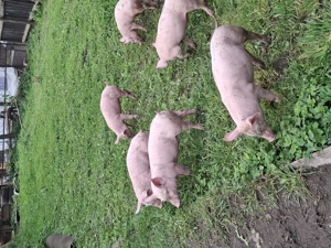 Purcei de vânzare   - imagine 2 Purcei de vânzare   - imagine 2