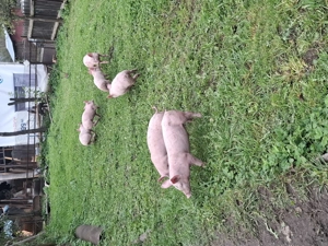 Purcei de vânzare   - imagine 4 Purcei de vânzare   - imagine 4