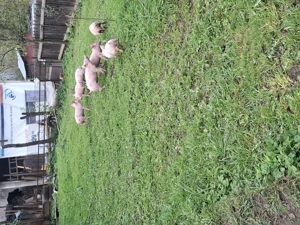 Purcei de vânzare   - imagine 5 Purcei de vânzare   - imagine 5