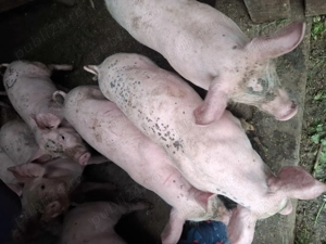 Purcei de vânzare   - imagine 3 Purcei de vânzare   - imagine 3