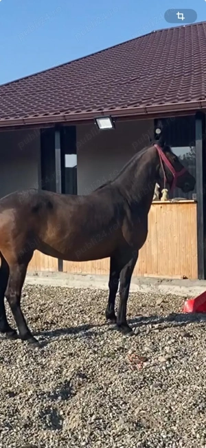 Vând iapă! Detalii  