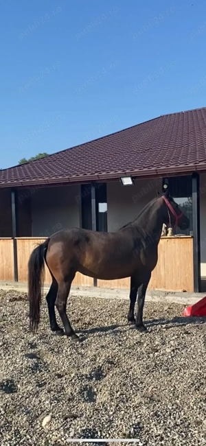 Vând iapă! Detalii   - imagine 4