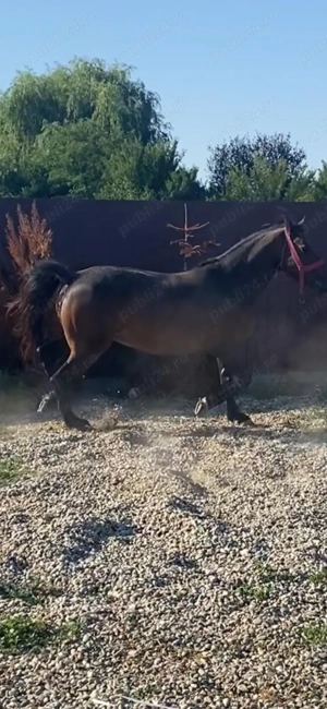 Vând iapă! Detalii   - imagine 2