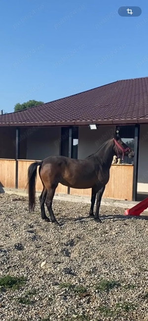 Vând iapă! Detalii   - imagine 5