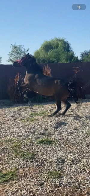 Vând iapă! Detalii   - imagine 3