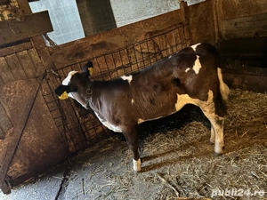 Vand vitea baltata romaneasca pe negru 