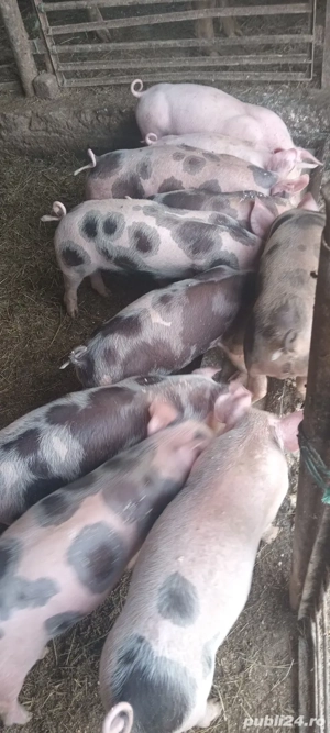 vind purcei - imagine 2