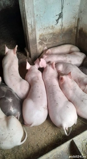 porci rasa carne  - imagine 2