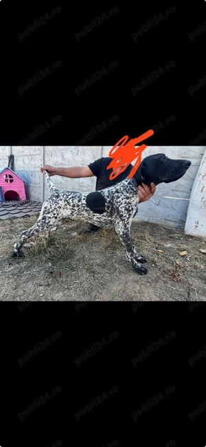 DE VÂNZARE   CĂȚEI BRAK german cu parul scurt - imagine 2