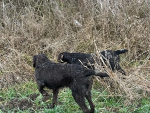 DE VÂNZARE   CĂȚEI BRAK german cu parul scurt - imagine 5