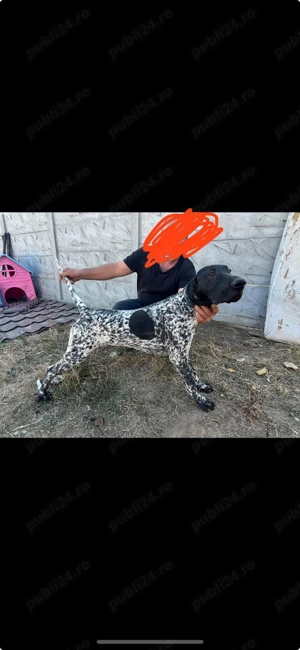 DE VÂNZARE   CĂȚEI BRAK german cu parul scurt