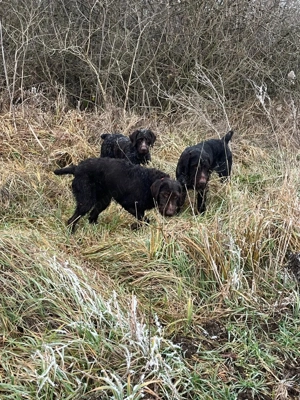 DE VÂNZARE   CĂȚEI BRAK german cu parul scurt - imagine 4