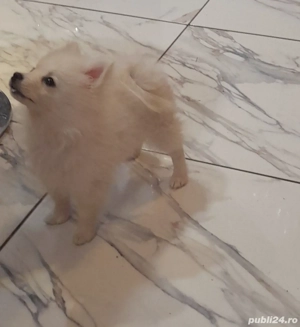 Vand pui pomeranian,fetiță, 3 luni