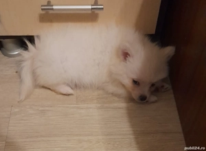 Vand pui pomeranian,fetiță, 3 luni - imagine 4 Vand pui pomeranian,fetiță, 3 luni - imagine 4