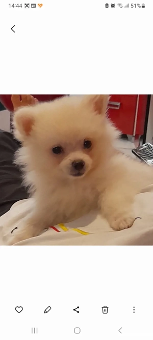 Vand pui pomeranian,fetiță, 3 luni - imagine 2 Vand pui pomeranian,fetiță, 3 luni - imagine 2