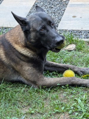 Vand ciobanesc belgian malonois