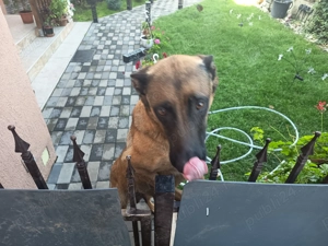 Vand ciobanesc belgian malonois  - imagine 2