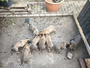 Catei lup belgian malonois