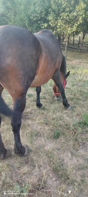 Iapa de vânzare  - imagine 2