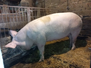 Scroafa marele alb 3 ani - imagine 3