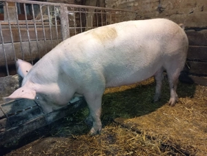 Scroafa marele alb 3 ani - imagine 2