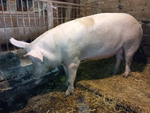 Scroafa marele alb 3 ani