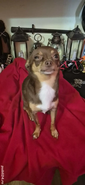 chihuahua mascul  - imagine 2 chihuahua mascul  - imagine 2