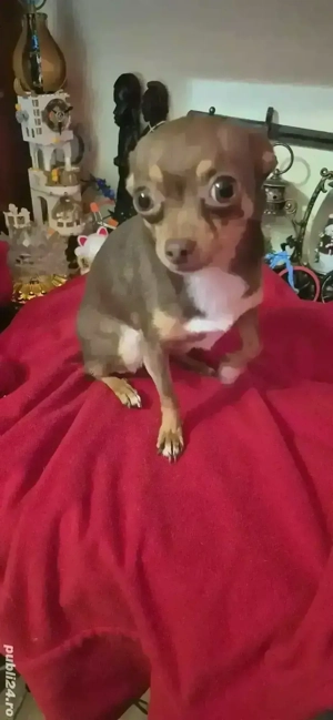 chihuahua mascul