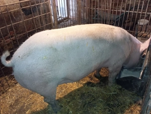 Scroafa marele alb 3 ani - imagine 4