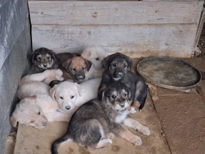 Donez catei talie mare