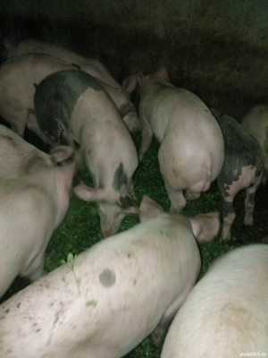 Porci purcei - imagine 3 Porci purcei - imagine 3