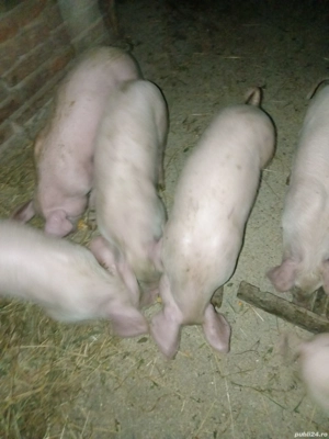 Porci purcei - imagine 2 Porci purcei - imagine 2