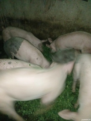 Porci purcei - imagine 4 Porci purcei - imagine 4