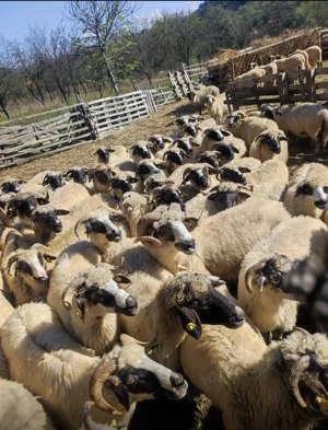 Oi de vânzare  - imagine 2 Oi de vânzare  - imagine 2