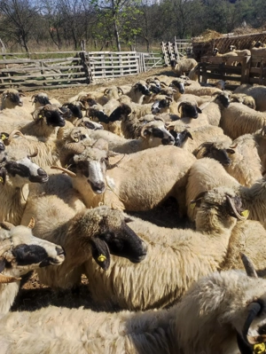 Oi de vânzare  - imagine 3 Oi de vânzare  - imagine 3