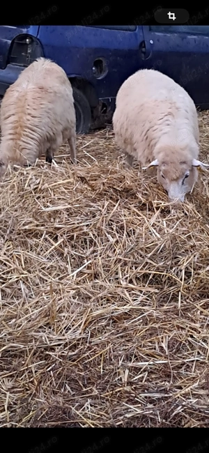 Oi de vânzare  - imagine 4 Oi de vânzare  - imagine 4